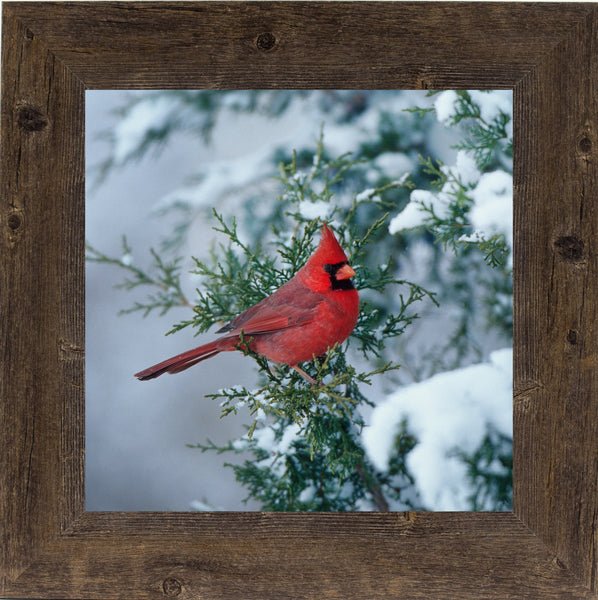 Winter Cardinal by Summer Snow SA126