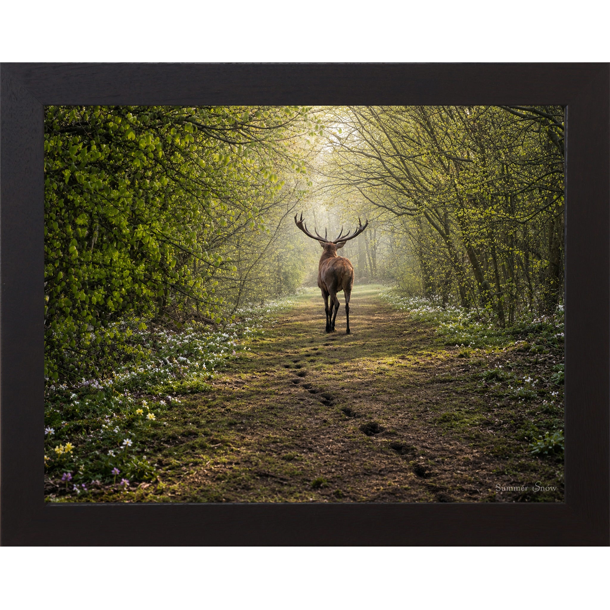 Black framed horizontal nature wall art featuring a deer walking away down a misty spring forest path with fresh green canopy wildflowers and hoofprints in the soft earth