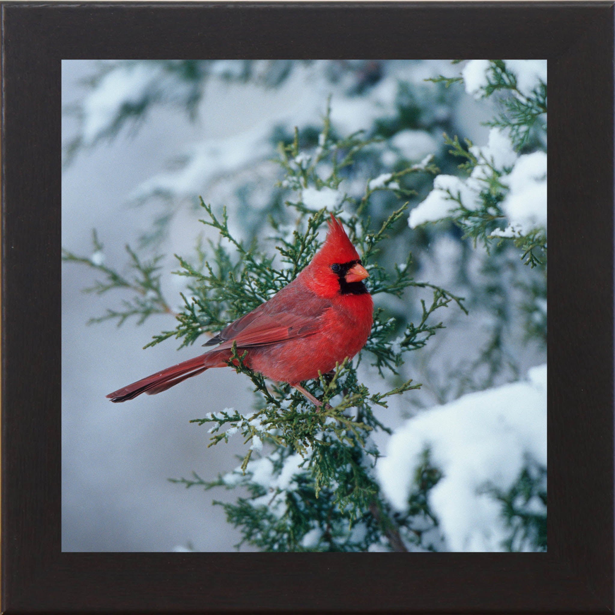 Winter Cardinal – Framed Cardinal Wall Art | Calm Nature Home Decor (SA126)