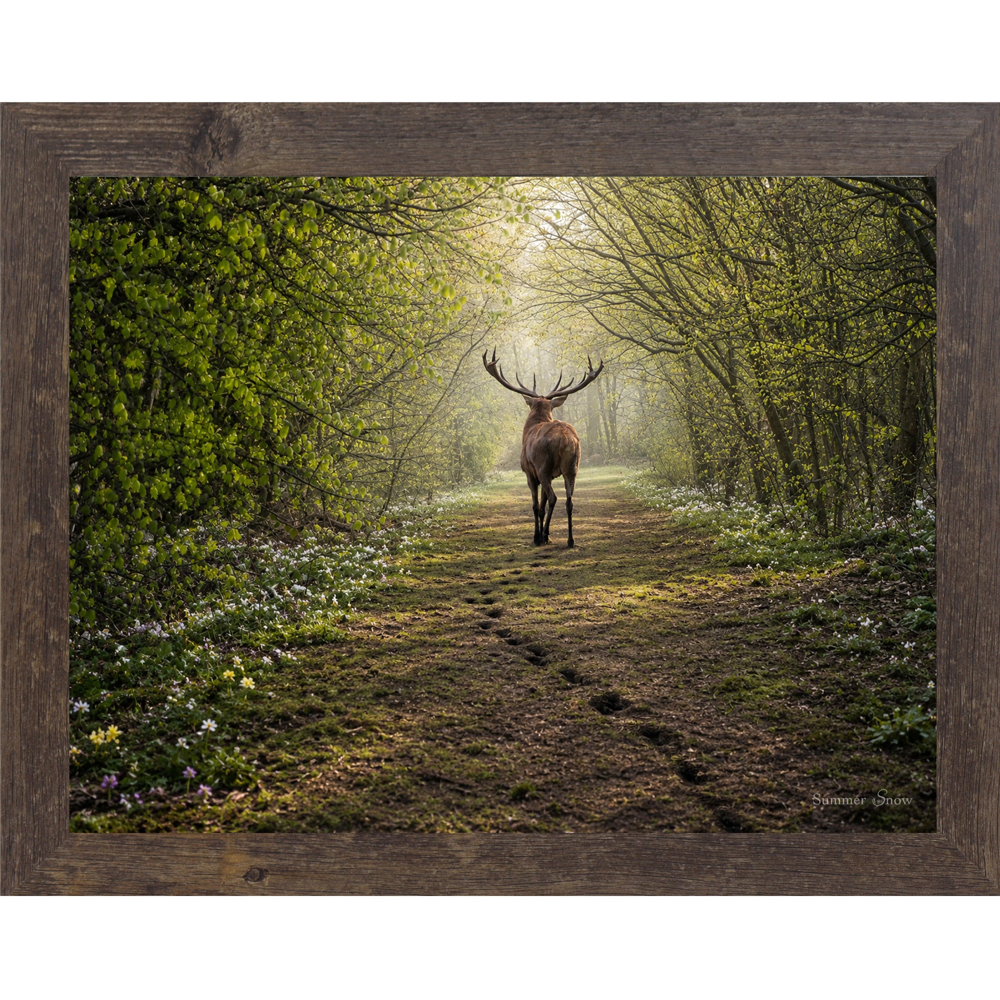 Natural Brown framed horizontal nature wall art featuring a deer walking away down a misty spring forest path with fresh green canopy wildflowers and hoofprints in the soft earth