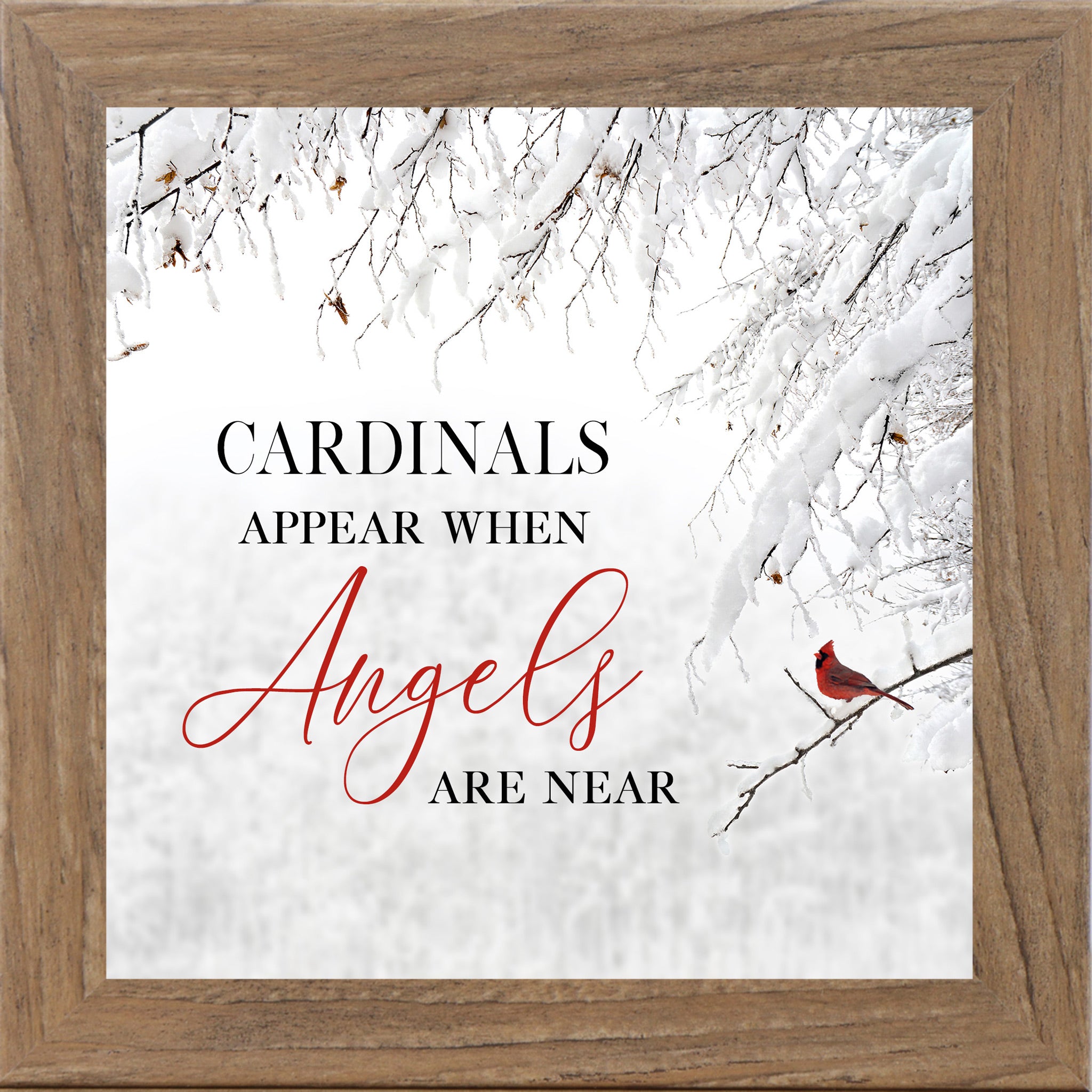 Farmtable framed square cardinal sympathy wall art featuring a red cardinal perched on snow-covered winter branches with the words "Cardinals Appear When Angels Are Near" — SS856