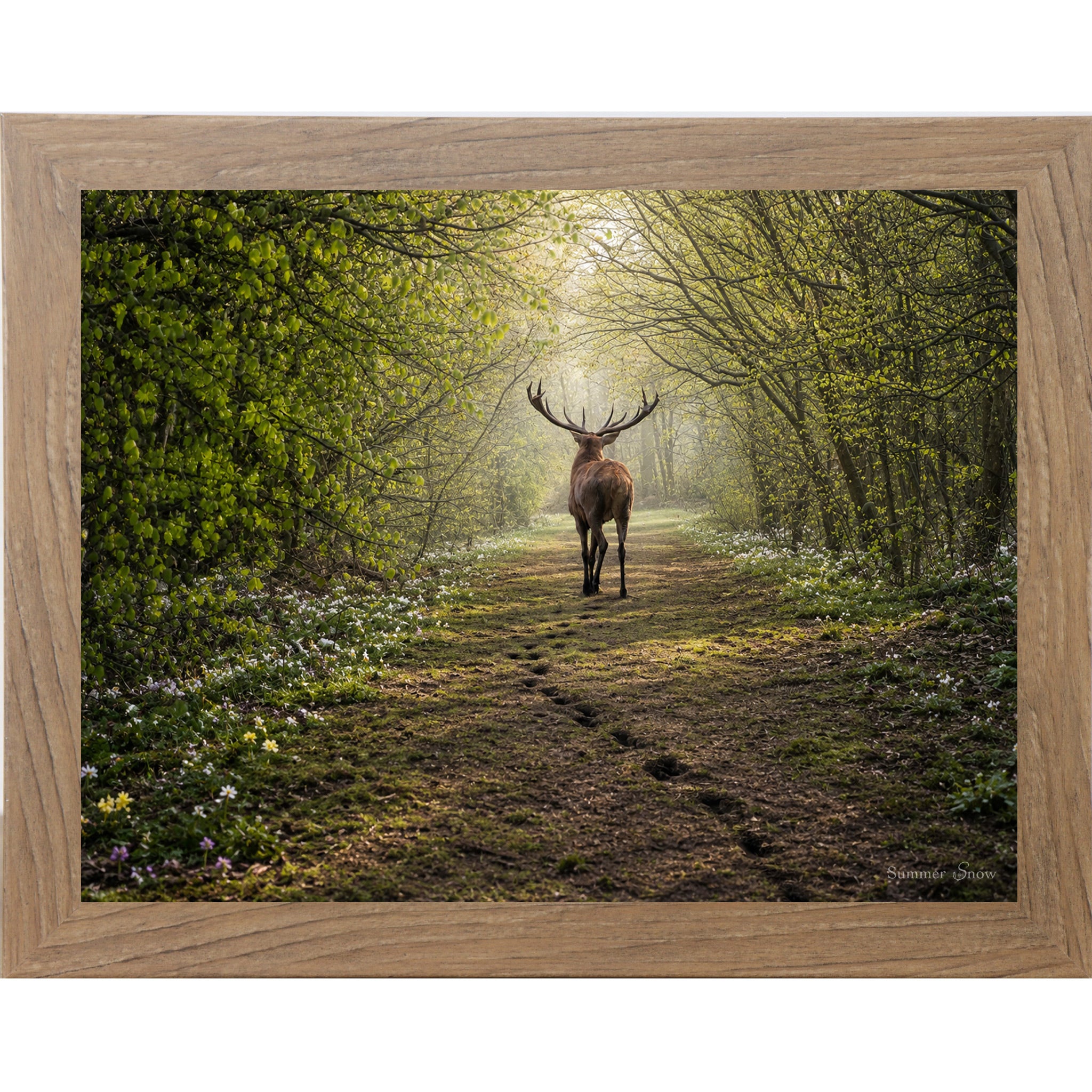 Farmtable framed horizontal nature wall art featuring a deer walking away down a misty spring forest path with fresh green canopy wildflowers and hoofprints in the soft earth