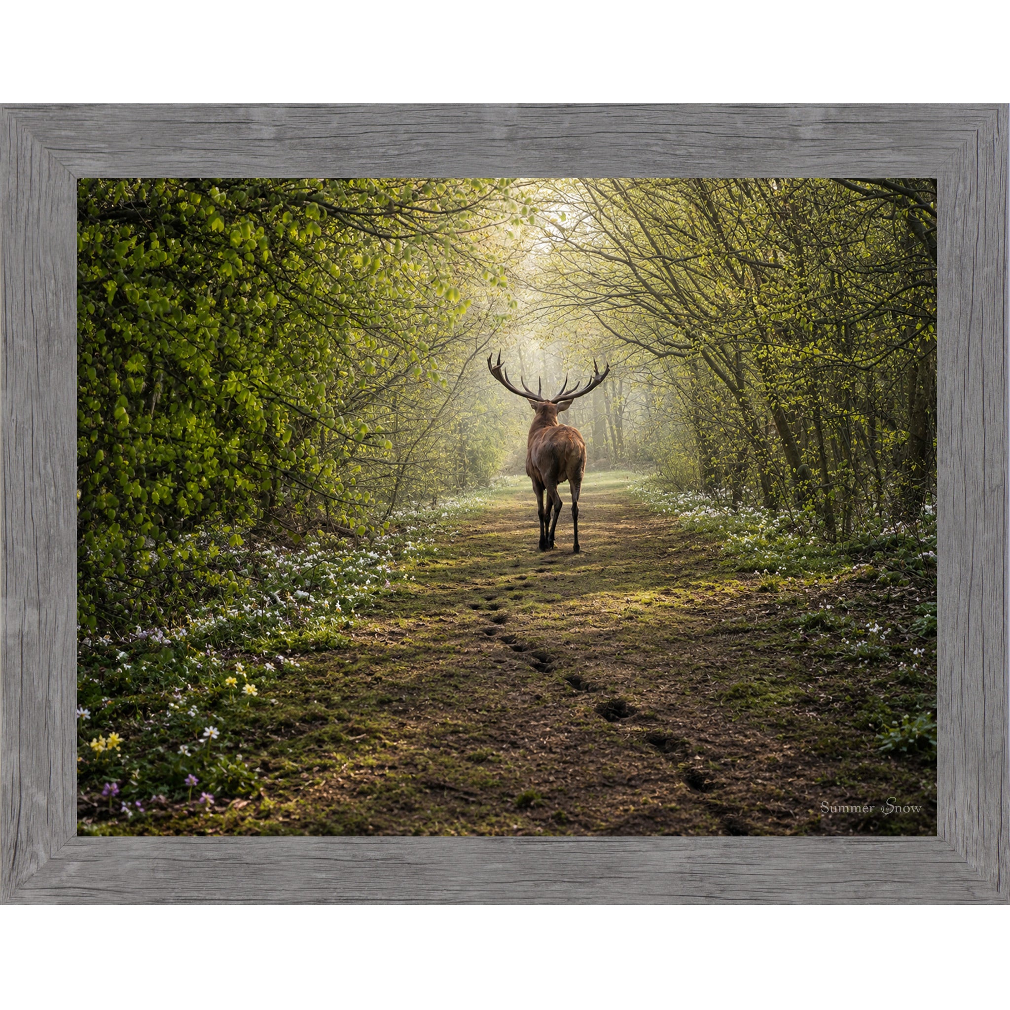 Gray framed horizontal nature wall art featuring a deer walking away down a misty spring forest path with fresh green canopy wildflowers and hoofprints in the soft earth