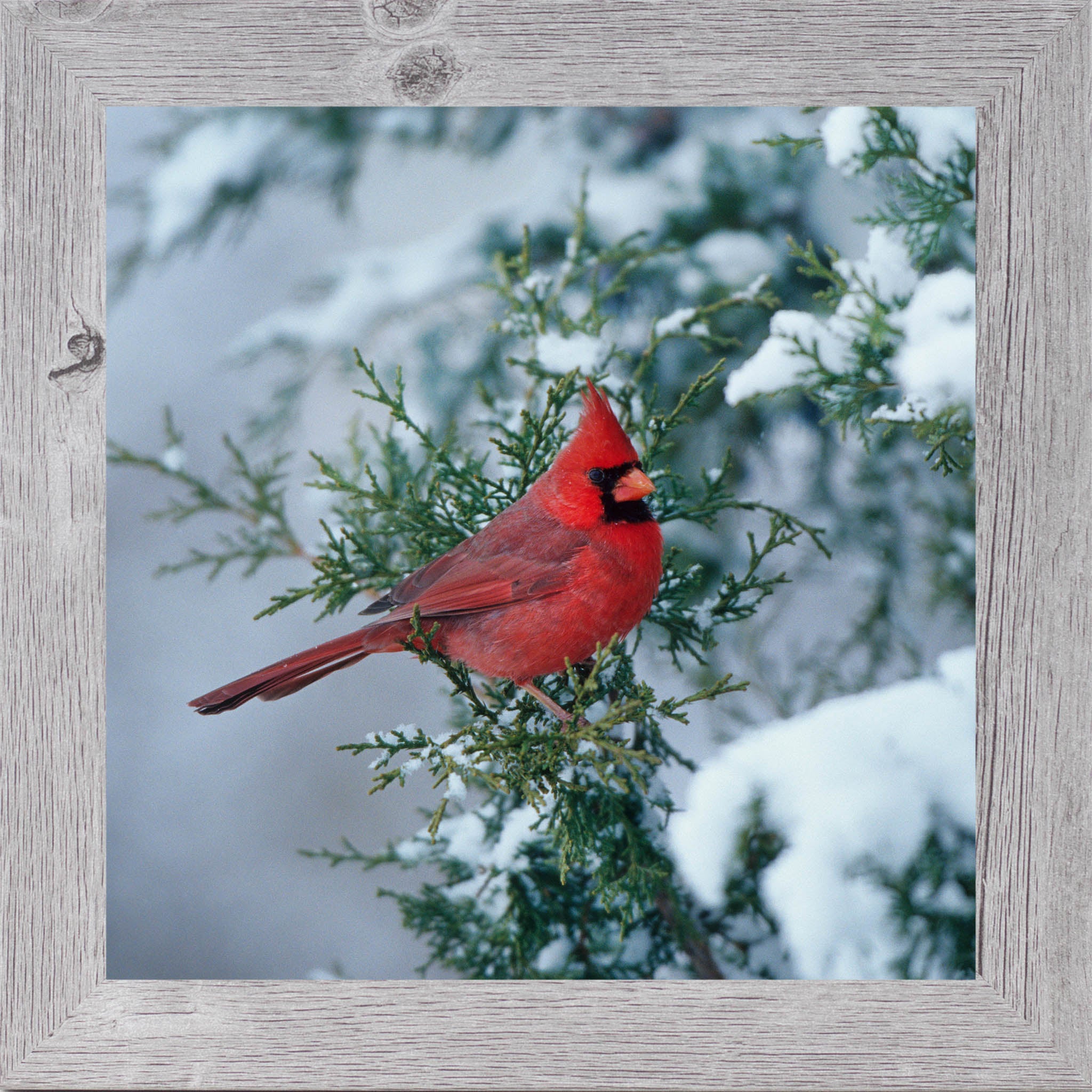 Winter Cardinal – Framed Cardinal Wall Art | Calm Nature Home Decor (SA126)