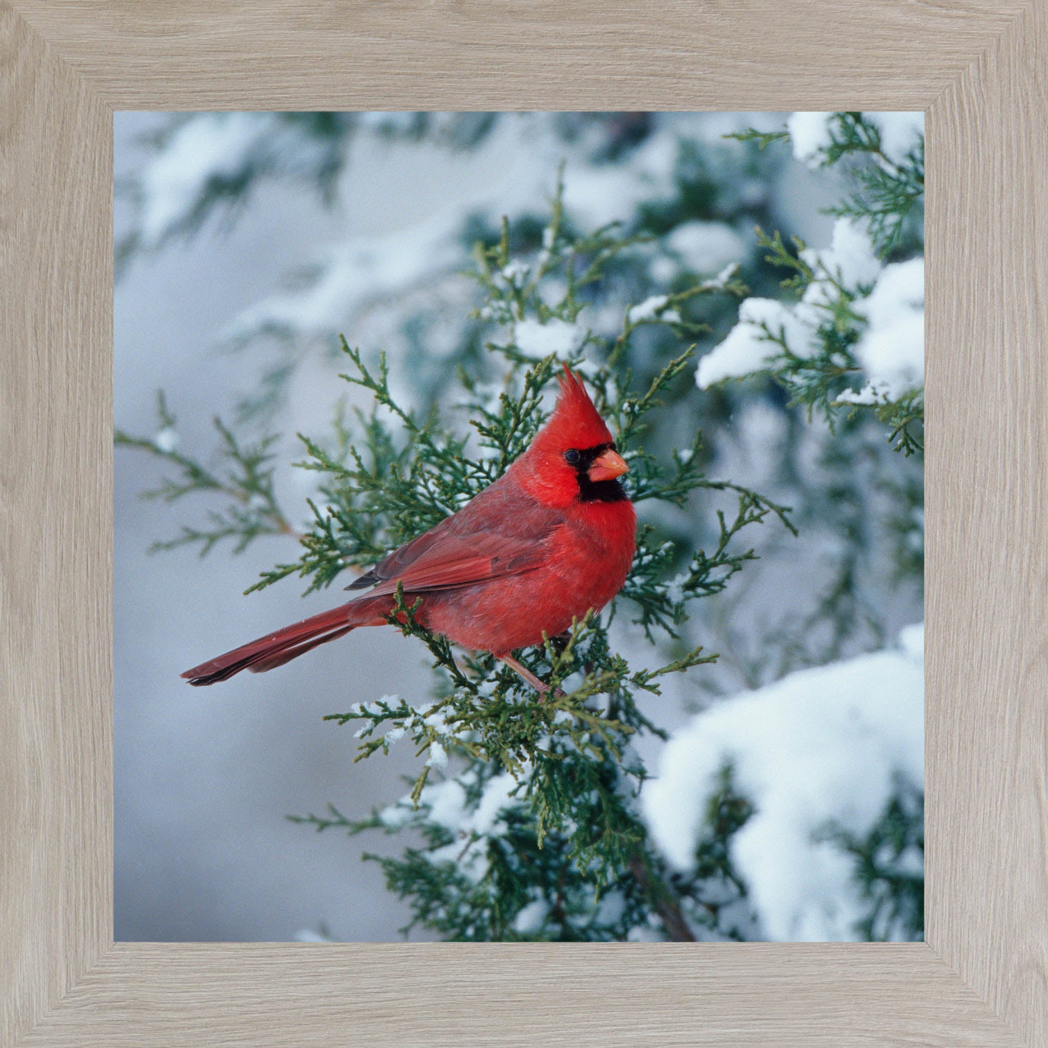Winter Cardinal – Framed Cardinal Wall Art | Calm Nature Home Decor (SA126)