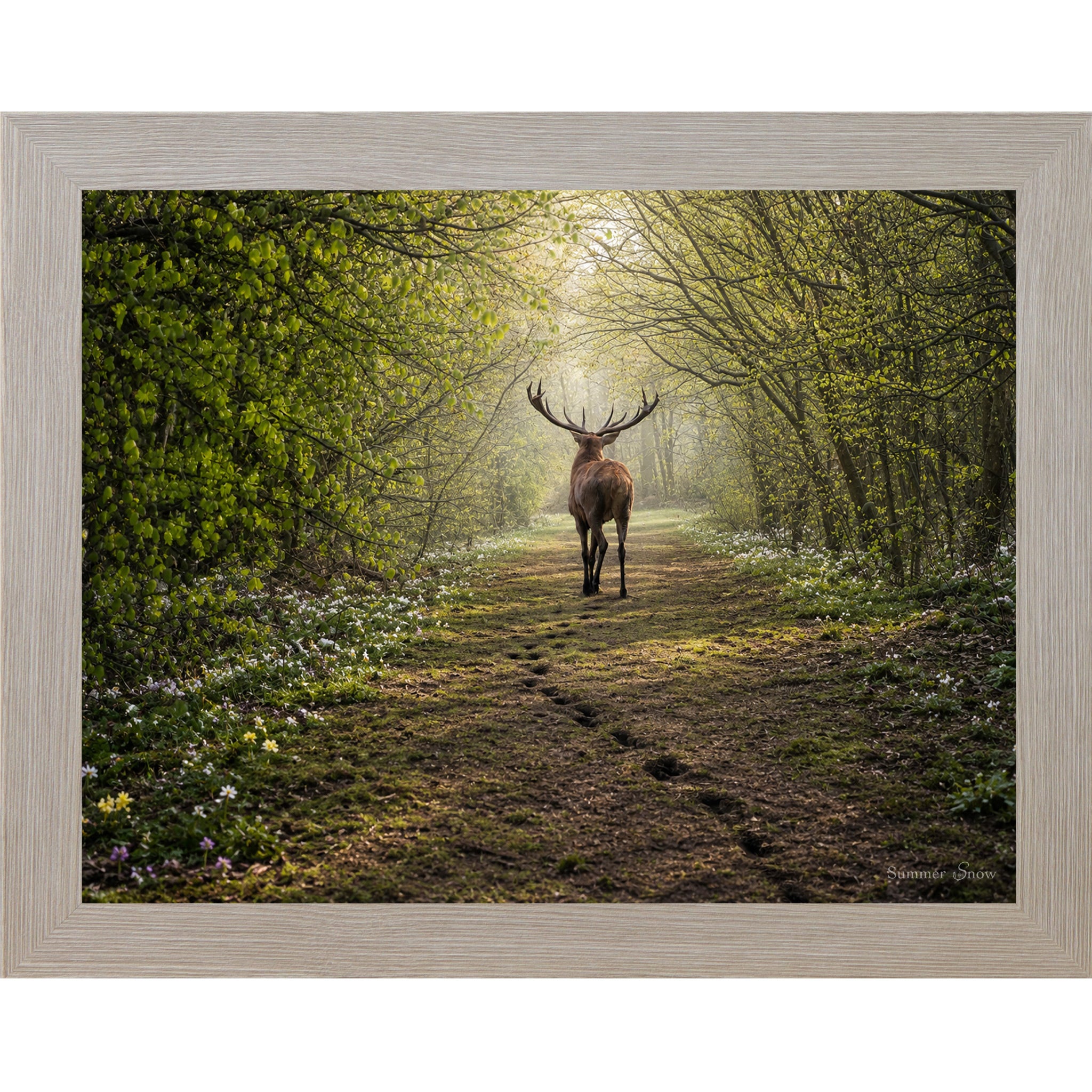 Monte Carlo framed horizontal nature wall art featuring a deer walking away down a misty spring forest path with fresh green canopy wildflowers and hoofprints in the soft earth