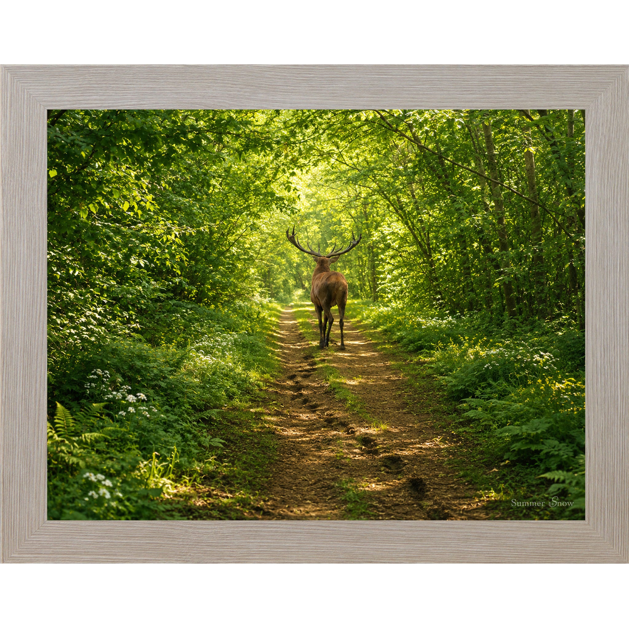 Monte Carlo framed horizontal nature wall art featuring a deer walking away down a lush summer forest path with full green cathedral canopy dappled golden light and ferns