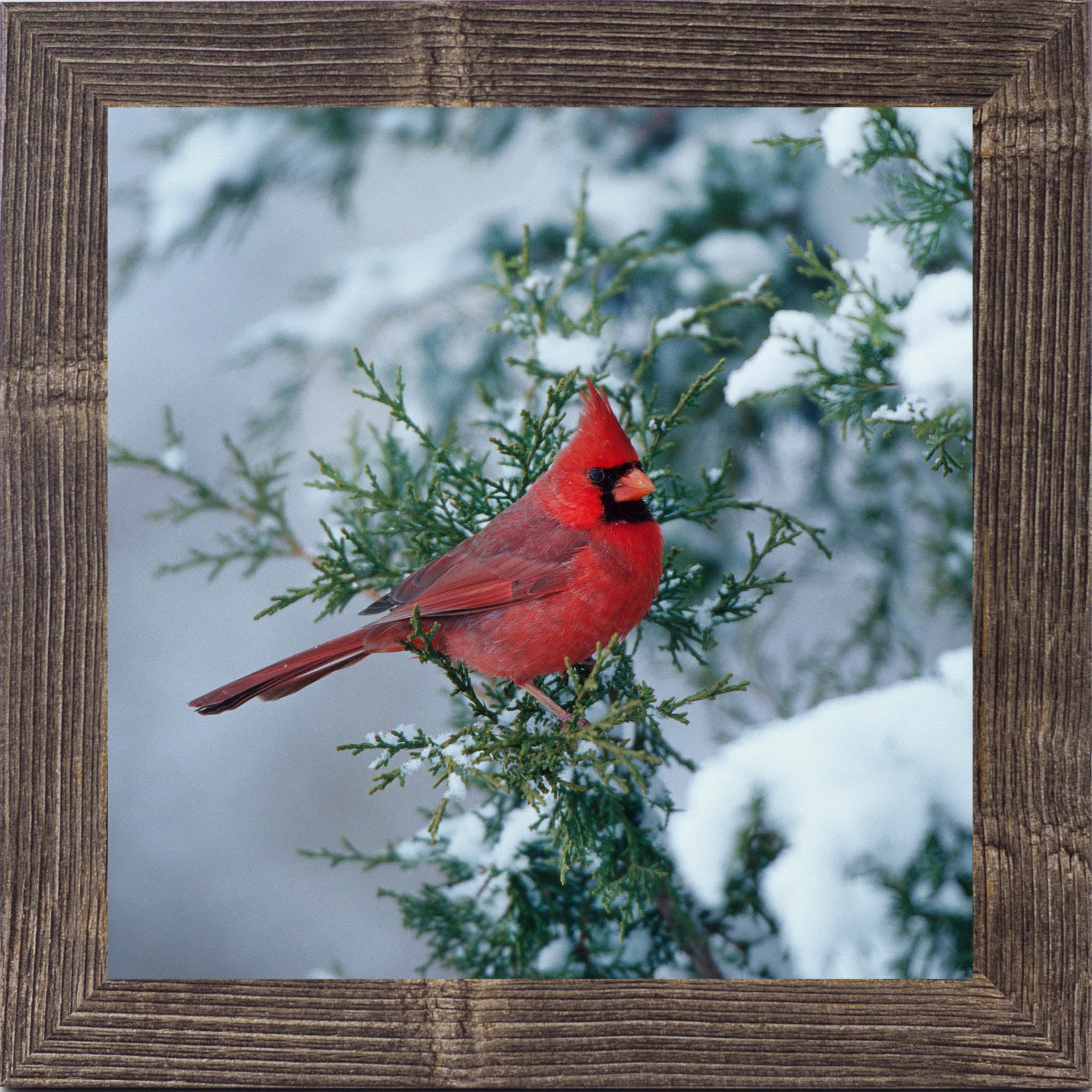 Winter Cardinal – Framed Cardinal Wall Art | Calm Nature Home Decor (SA126)