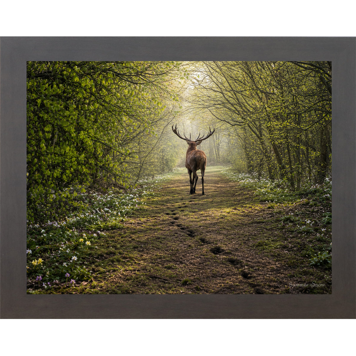 Slatewood framed horizontal nature wall art featuring a deer walking away down a misty spring forest path with fresh green canopy wildflowers and hoofprints in the soft earth