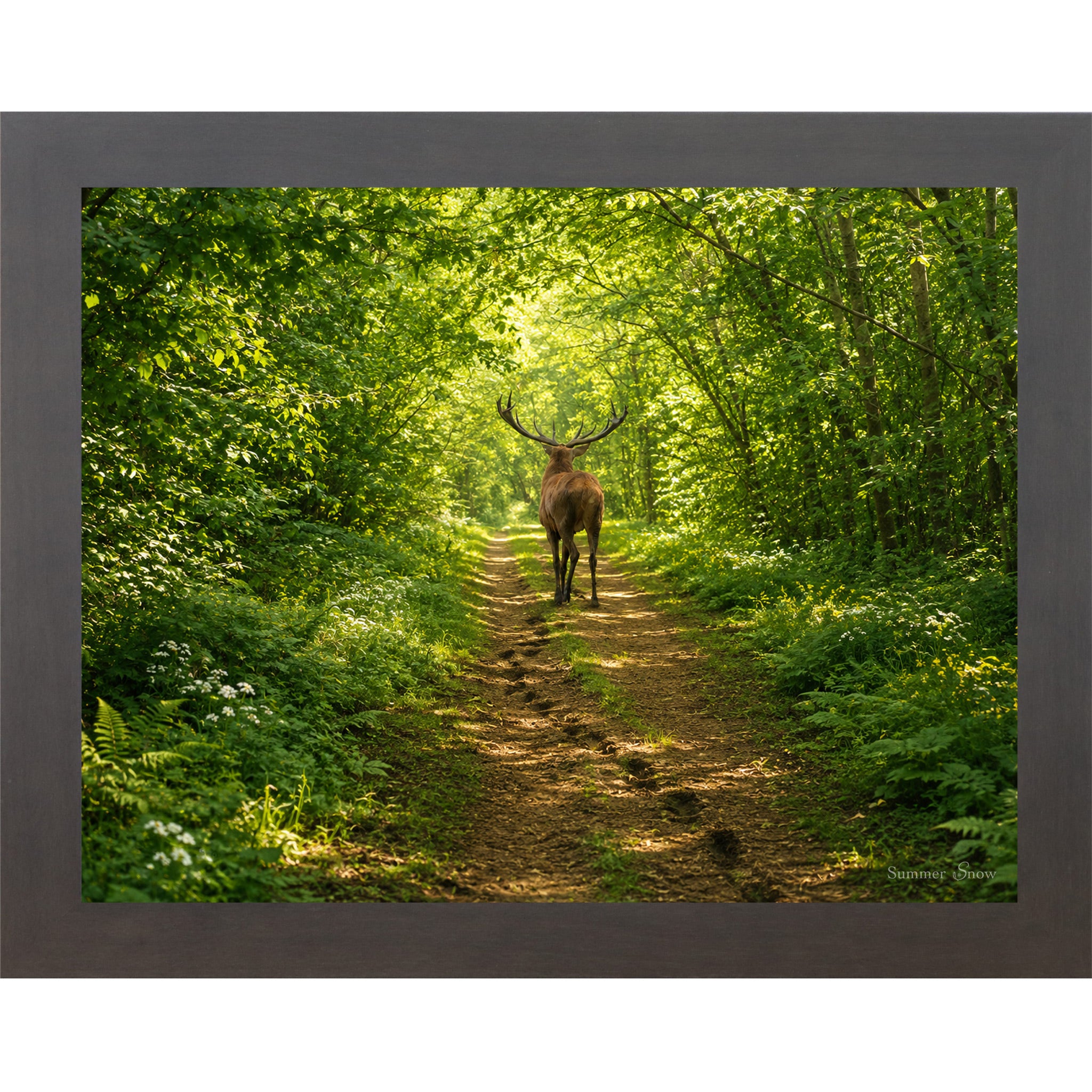 Slatewood framed horizontal nature wall art featuring a deer walking away down a lush summer forest path with full green cathedral canopy dappled golden light and ferns