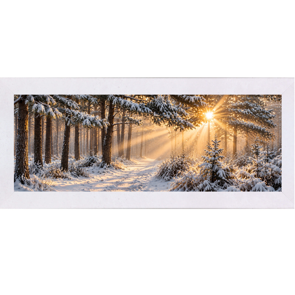 Terracotta White framed wide panoramic winter wall art featuring sunrise light breaking through a snow-covered pine forest