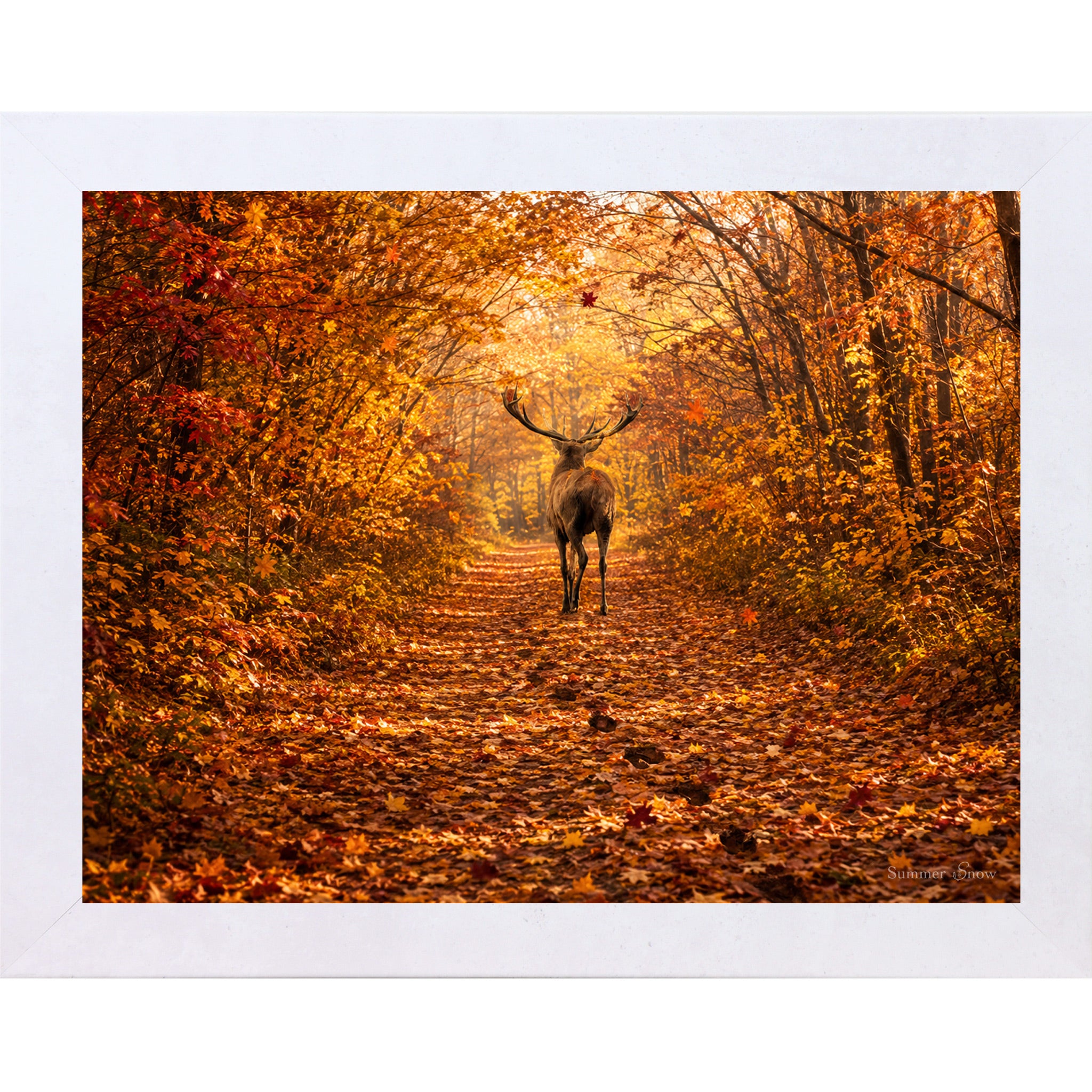 Terracotta White framed horizontal nature wall art featuring a deer walking away down a blazing autumn forest path with crimson and amber canopy fallen leaves and golden October light