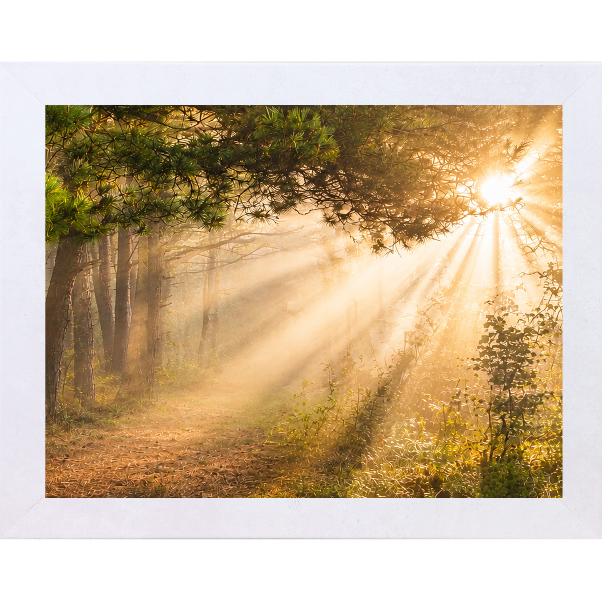 Terracotta White framed horizontal nature wall art featuring dramatic golden sunlight rays bursting through misty pine tree canopy over a quiet forest path in warm sacred morning light