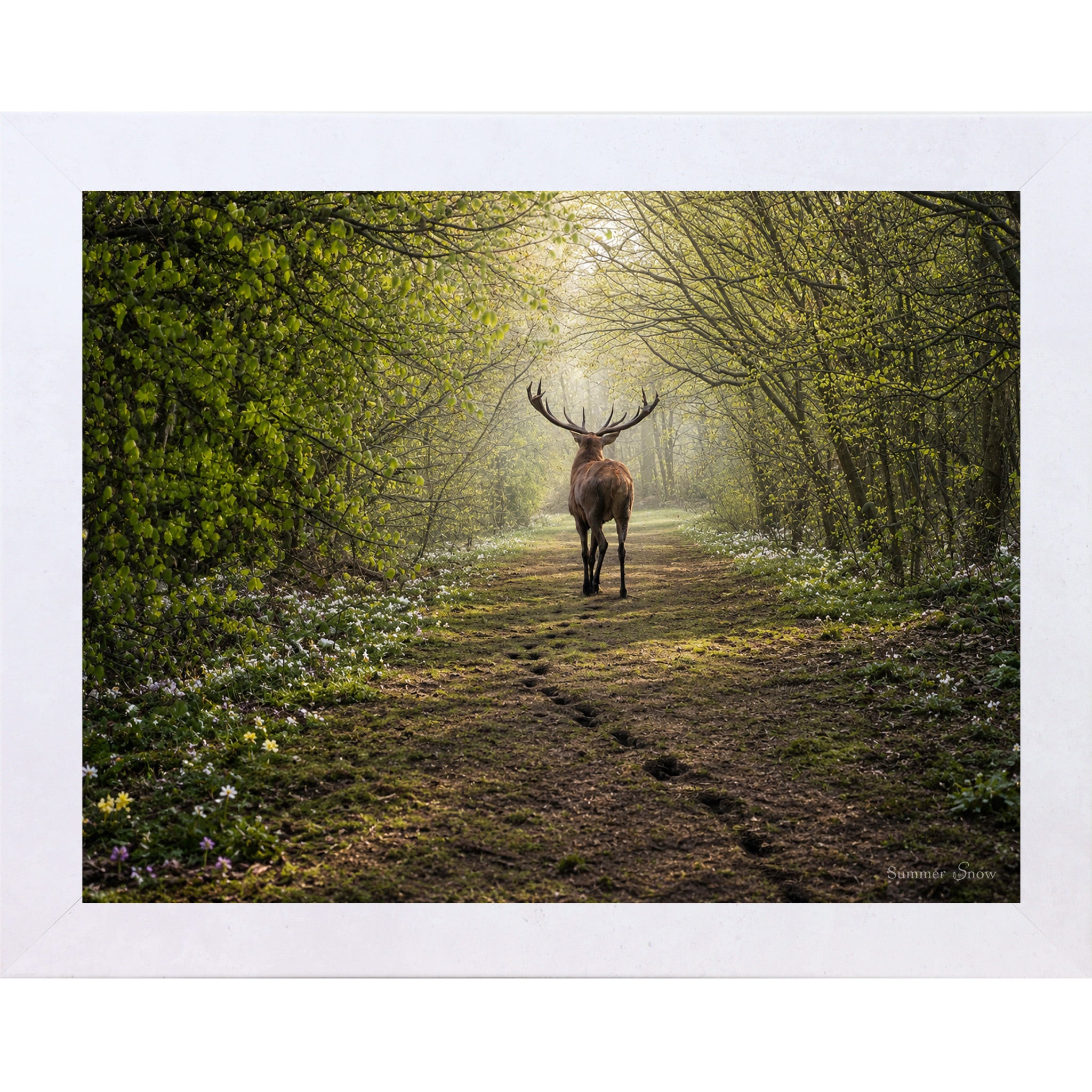 Terracotta White framed horizontal nature wall art featuring a deer walking away down a misty spring forest path with fresh green canopy wildflowers and hoofprints in the soft earth