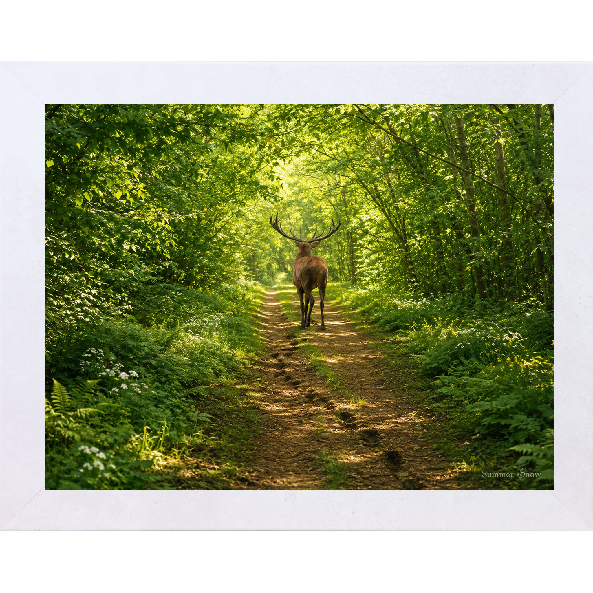 Terracotta White framed horizontal nature wall art featuring a deer walking away down a lush summer forest path with full green cathedral canopy dappled golden light and ferns
