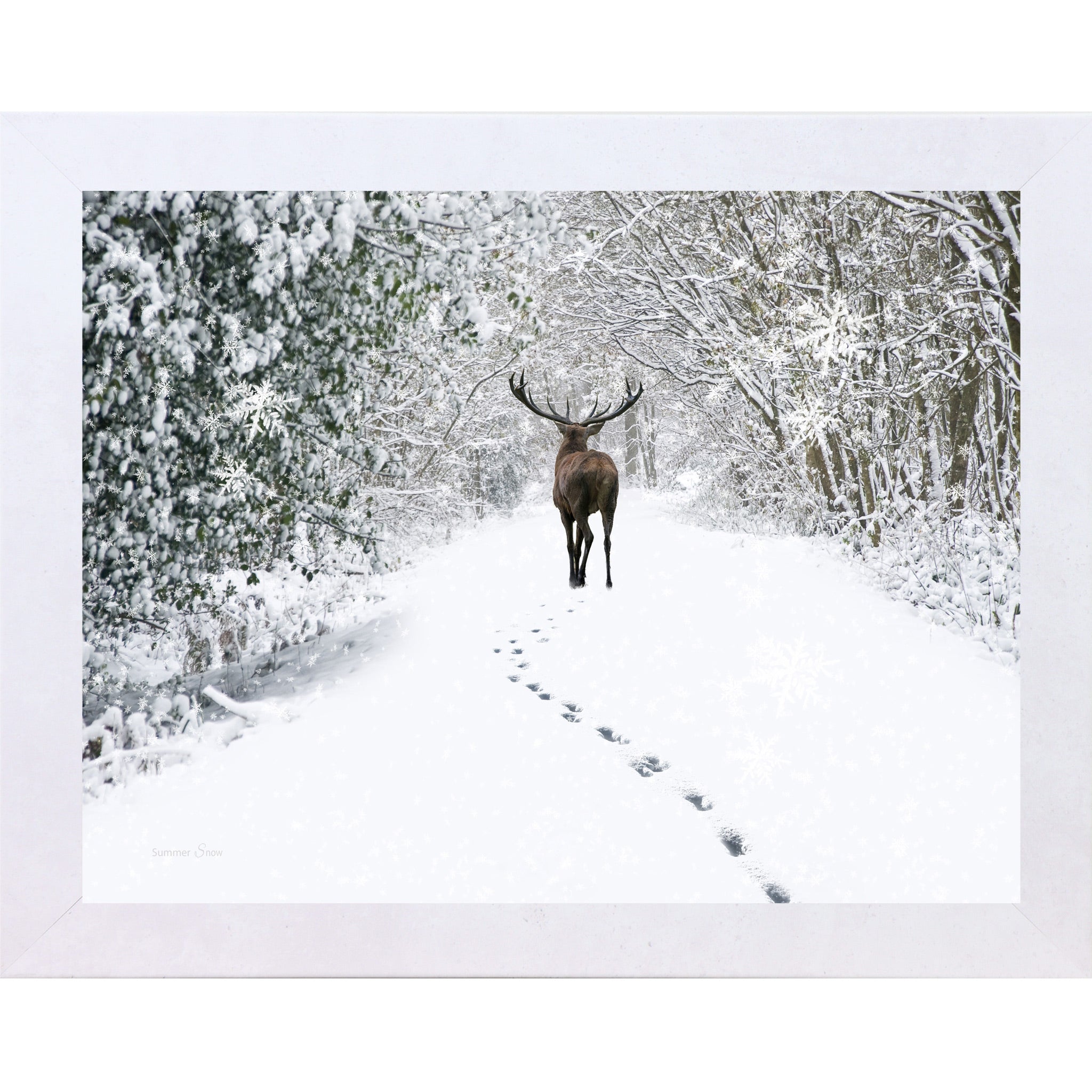 Terracotta White framed horizontal nature wall art featuring a deer walking away down a snow-covered winter forest path with snow-laden branches and deep hoofprints in white silence