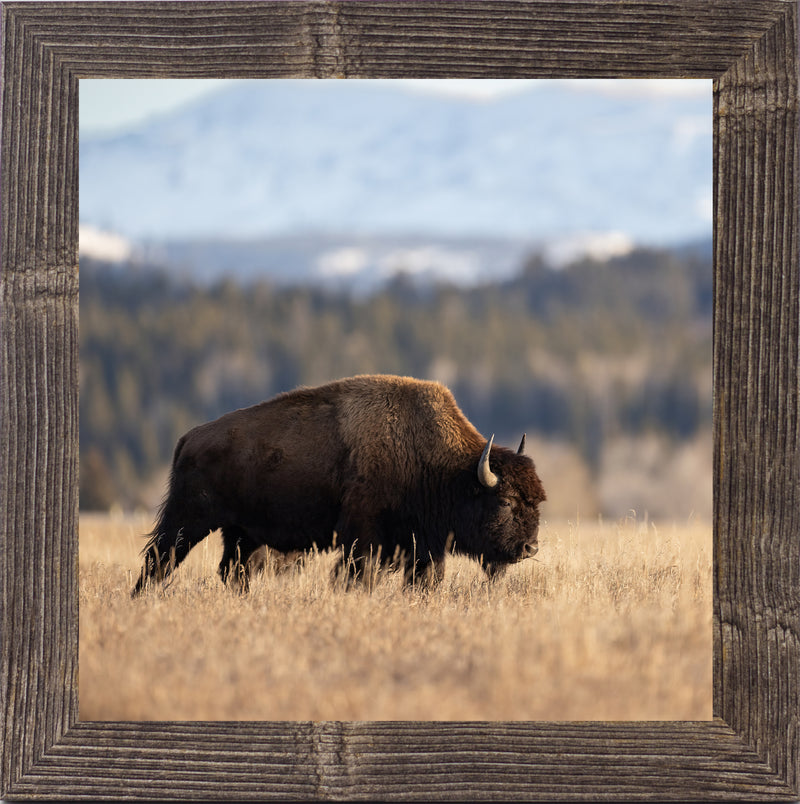 Wild Bison by Summer Snow SN101