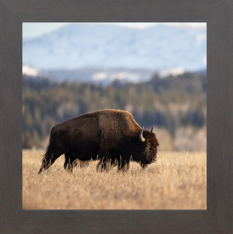 Wild Bison by Summer Snow SN101