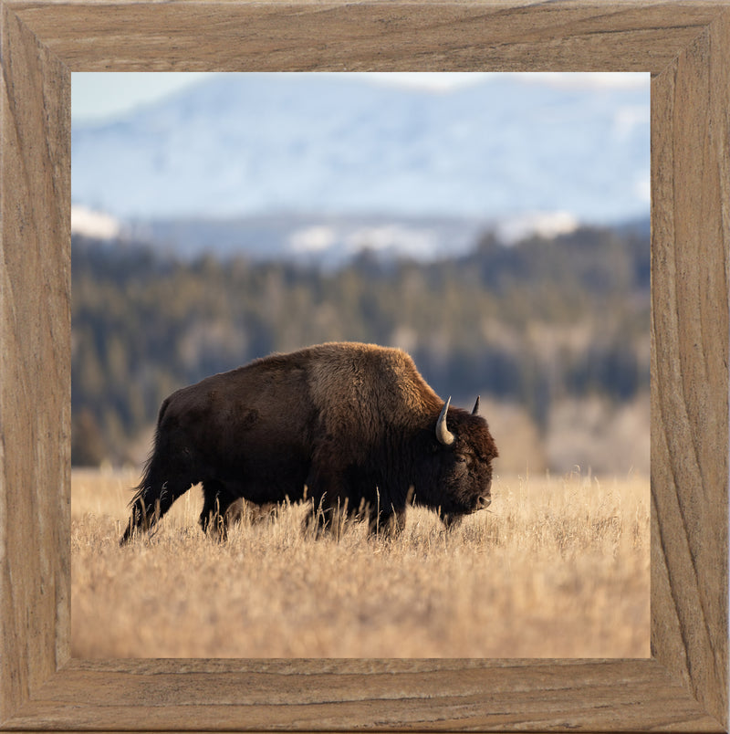 Wild Bison by Summer Snow SN101