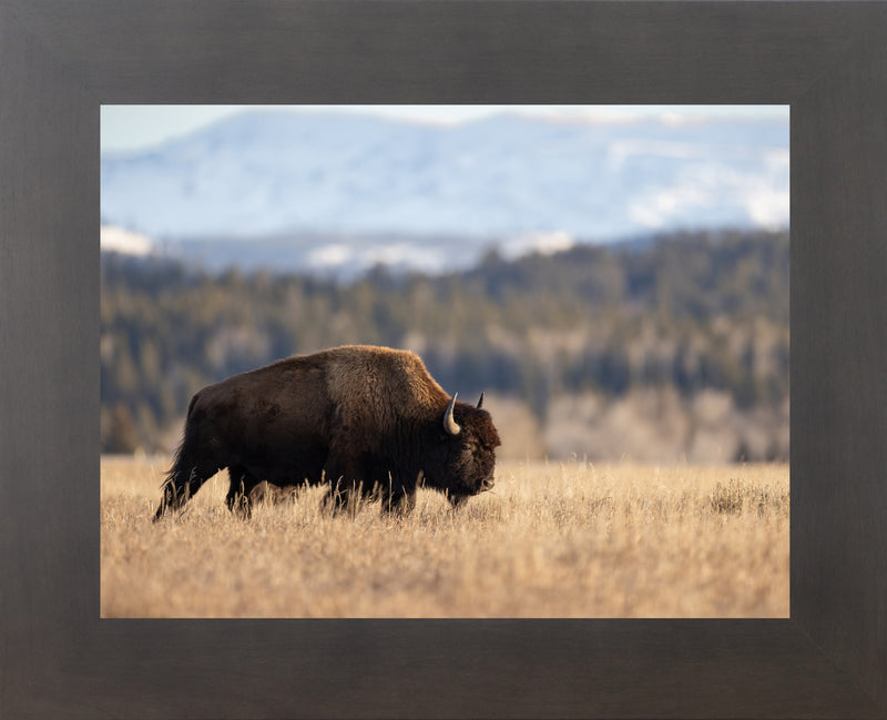 Wild Bison by Summer Snow SN101