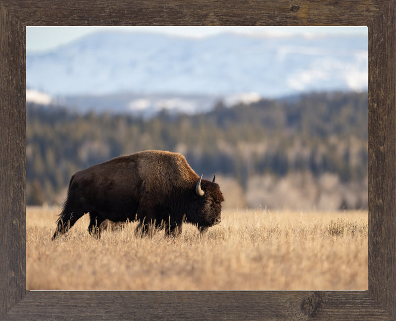 Wild Bison by Summer Snow SN101