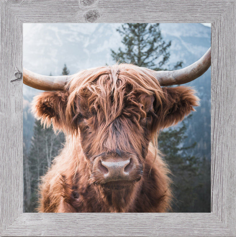Highland Cow by Summer Snow SN103