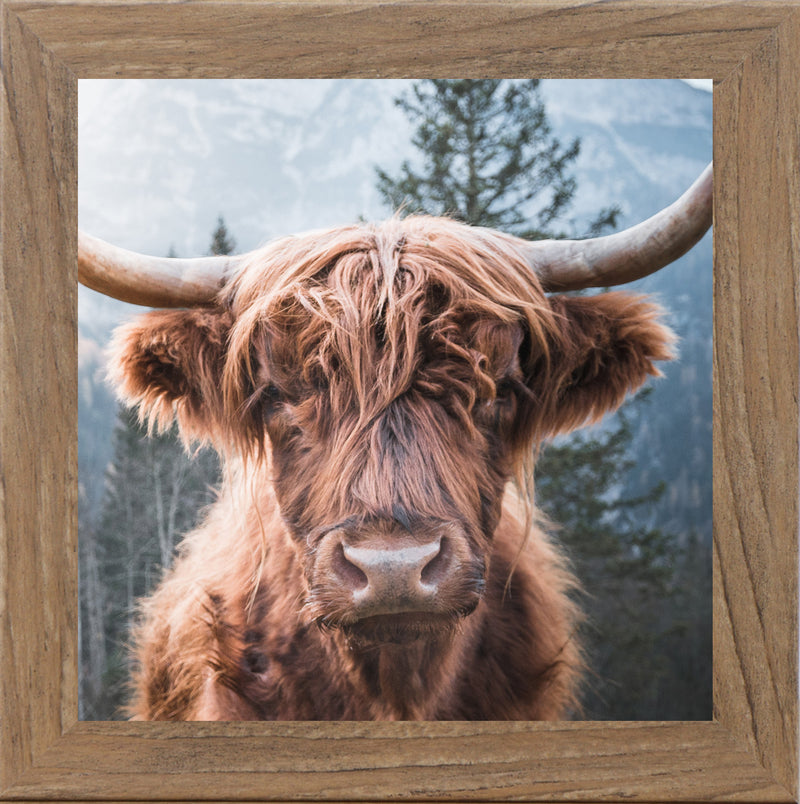 Highland Cow by Summer Snow SN103