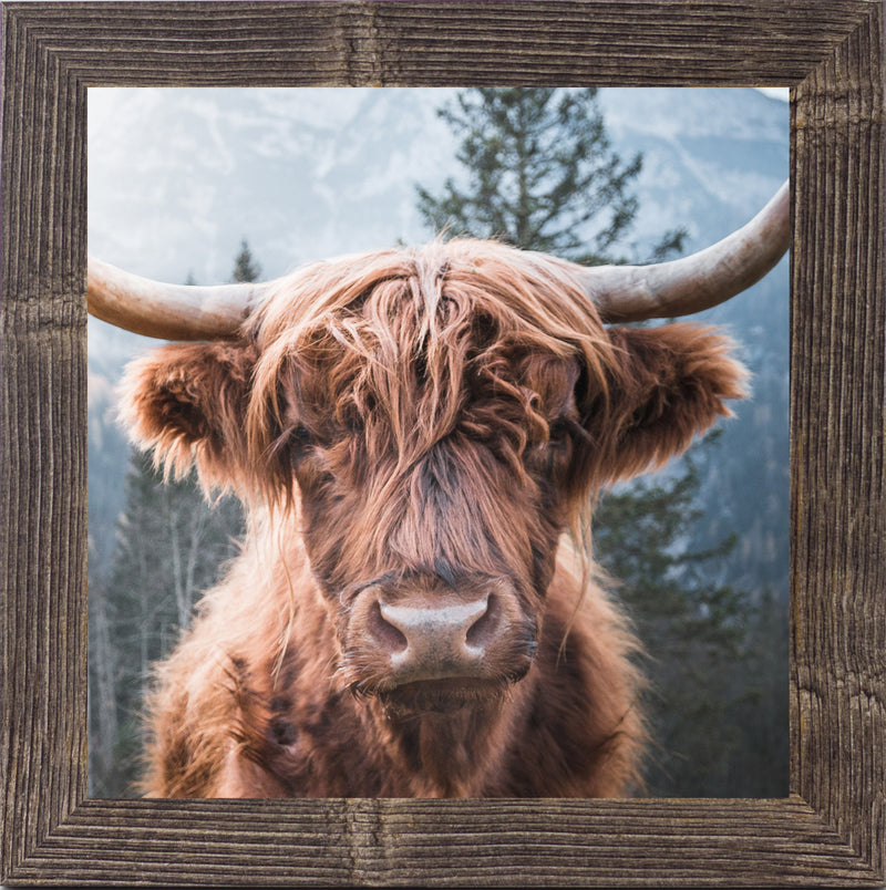 Highland Cow by Summer Snow SN103