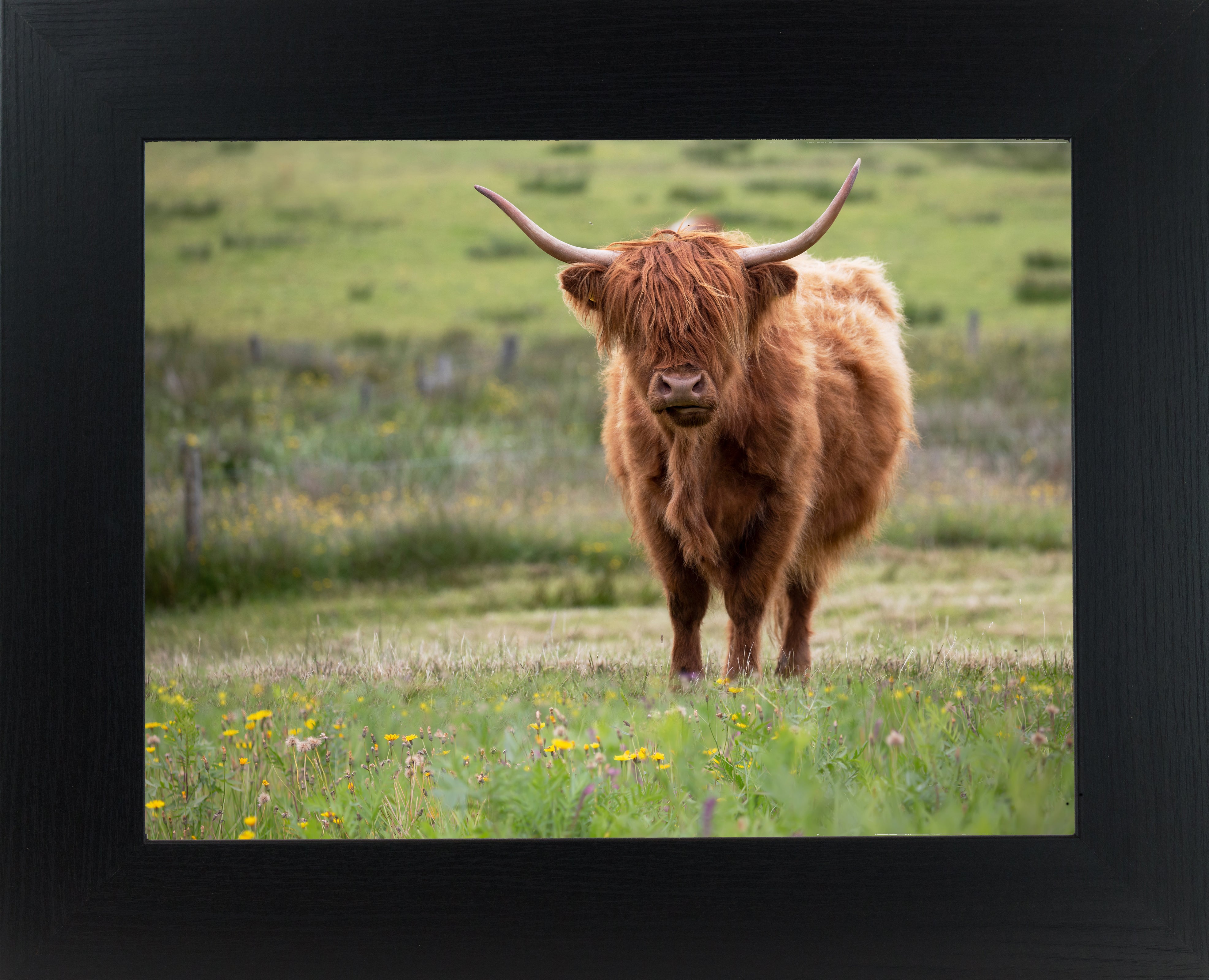 Highland Cow by Summer Snow SN346 – Summer Snow Art