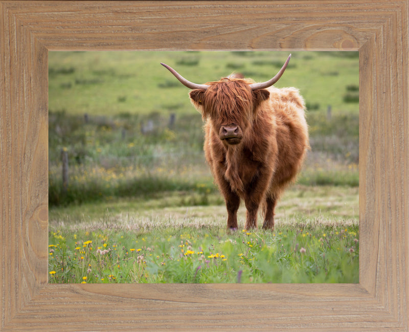 Highland Cow by Summer Snow SN346