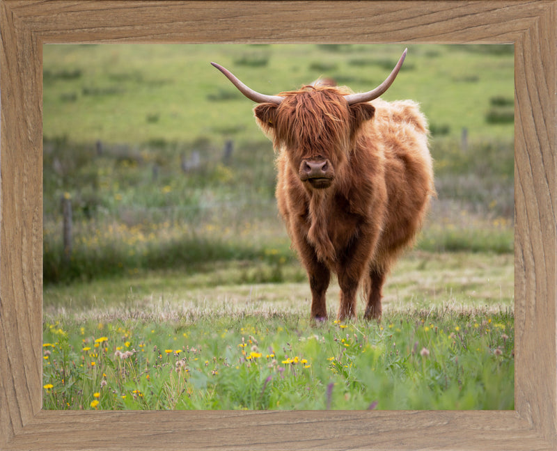 Highland Cow by Summer Snow SN346