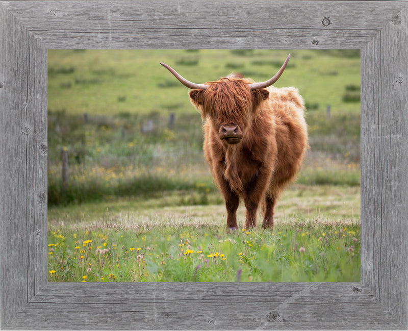 Highland Cow by Summer Snow SN346