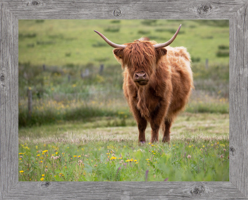 Highland Cow by Summer Snow SN346