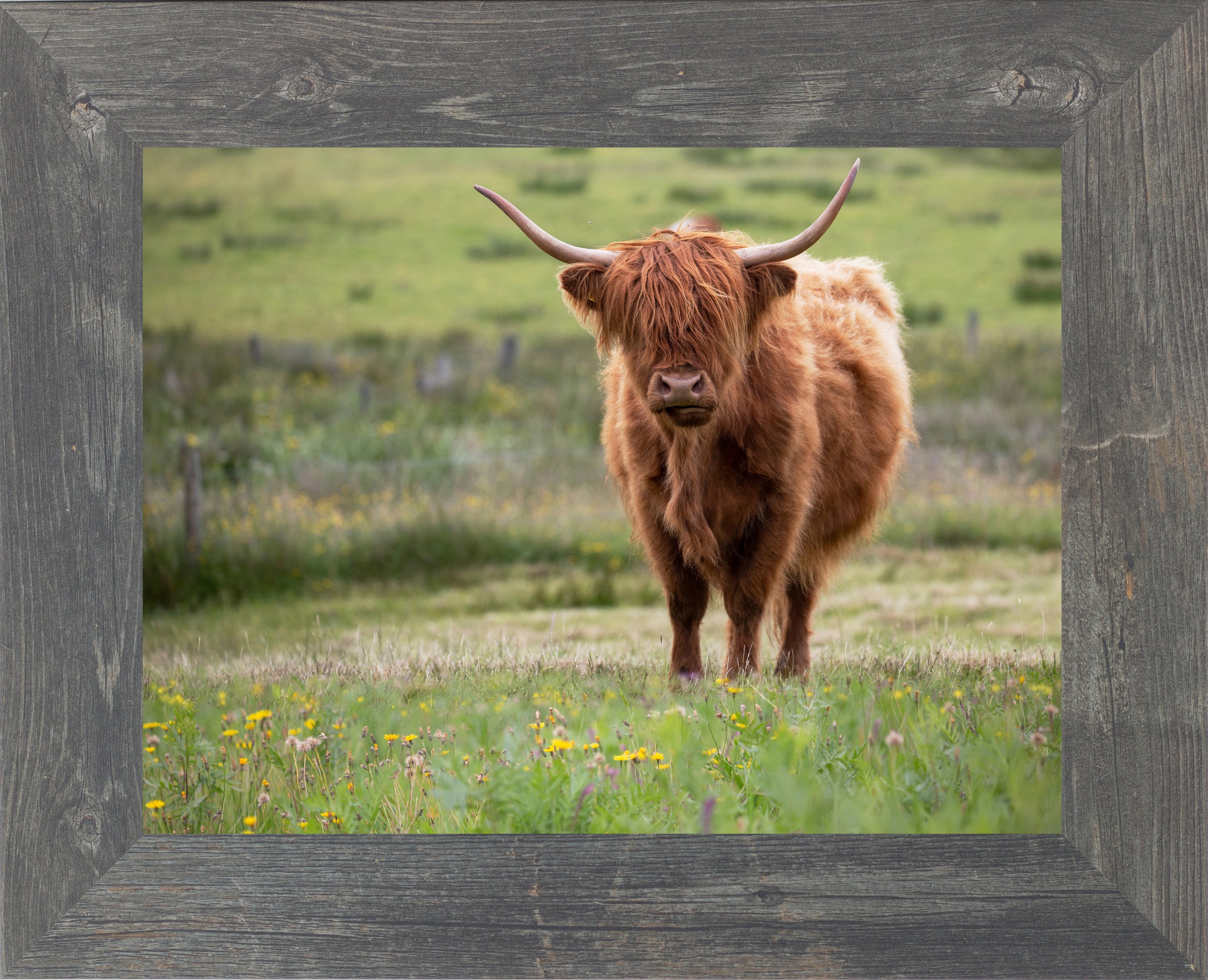 Highland Cow by Summer Snow SN346