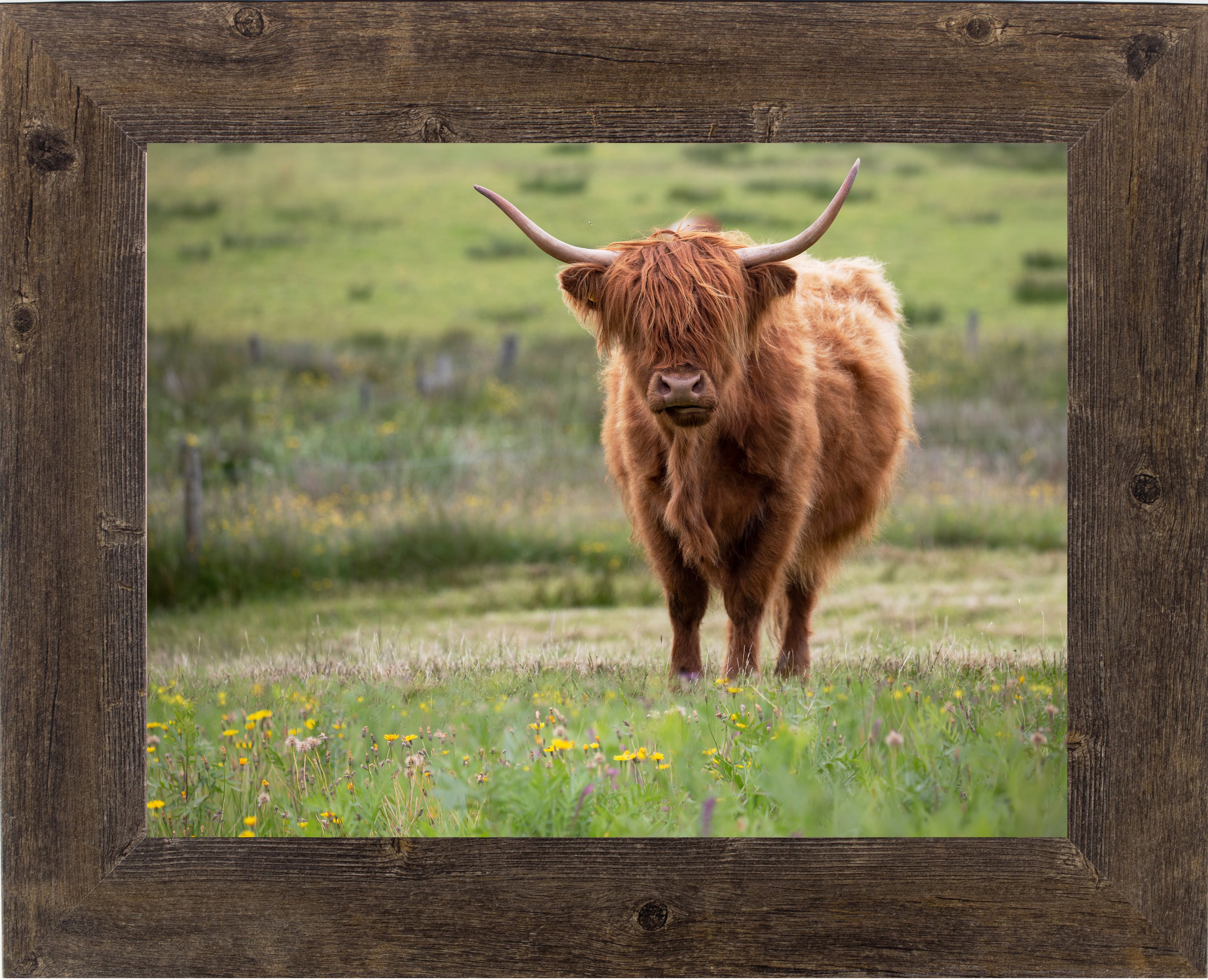 Highland Cow by Summer Snow SN346 – Summer Snow Art