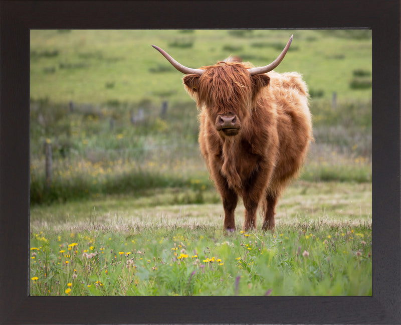 Highland Cow by Summer Snow SN346