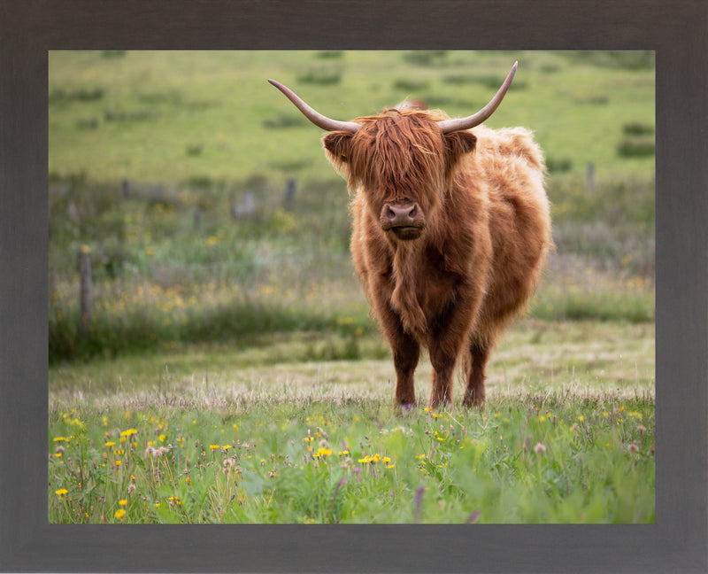 Highland Cow by Summer Snow SN346