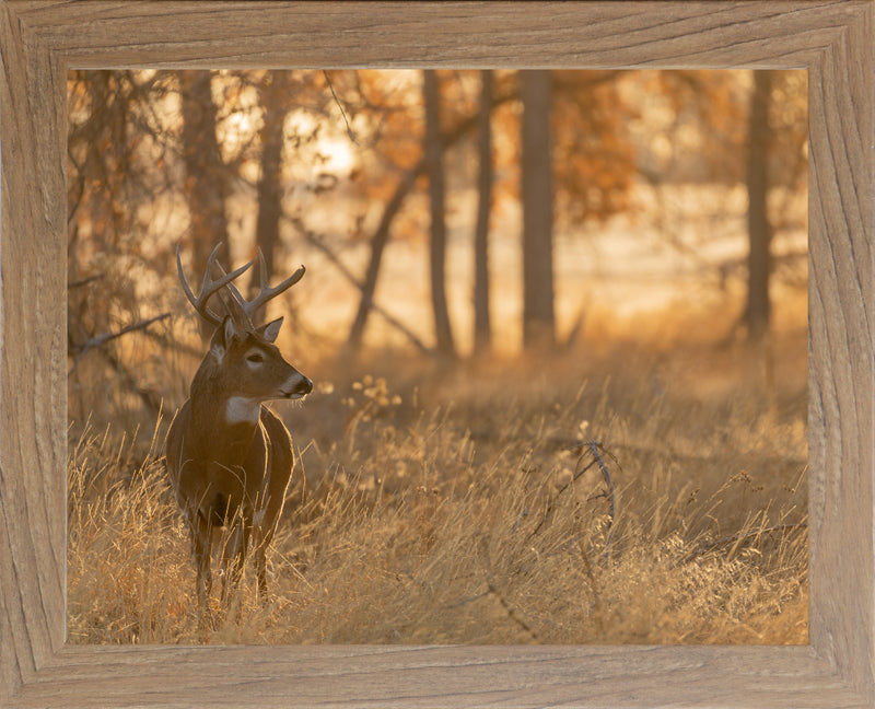 Peaceful Whitetail by Summer Snow SN353