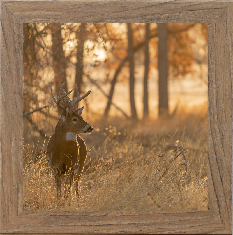 Peaceful Whitetail by Summer Snow SN353