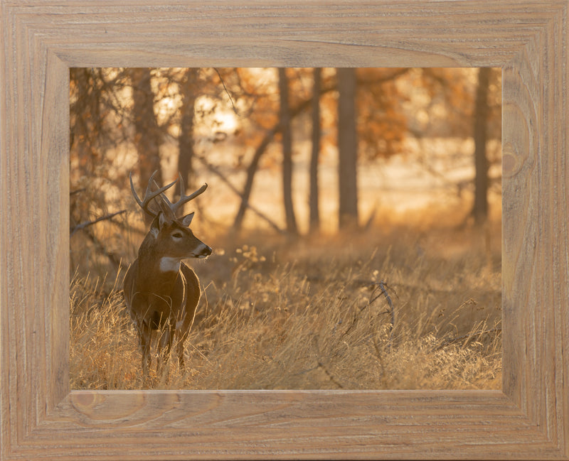 Peaceful Whitetail by Summer Snow SN353