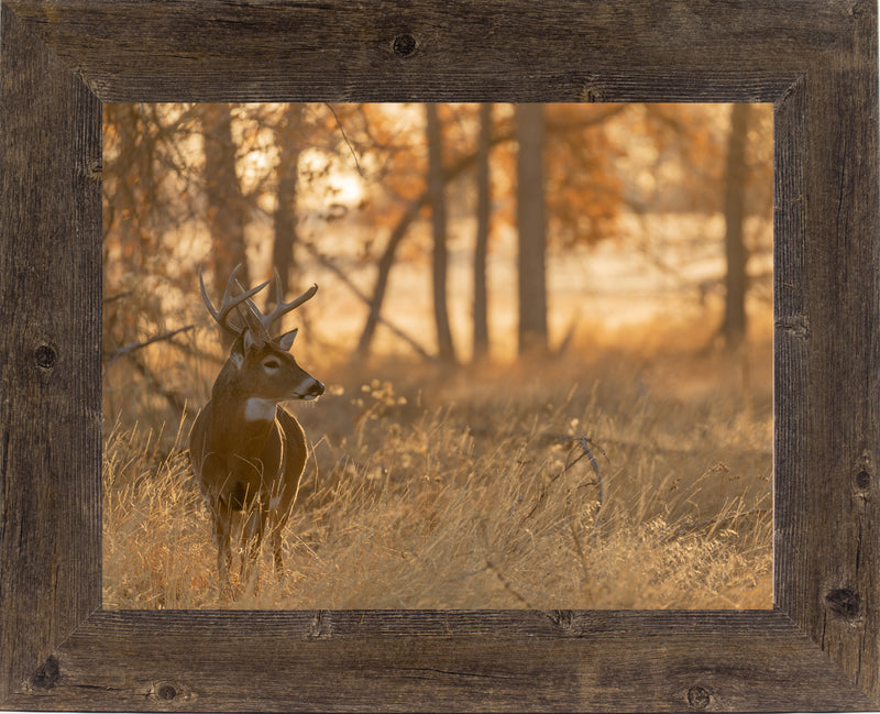 Peaceful Whitetail by Summer Snow SN353