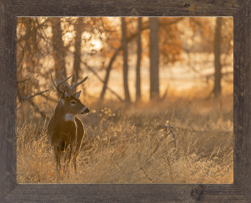 Peaceful Whitetail by Summer Snow SN353