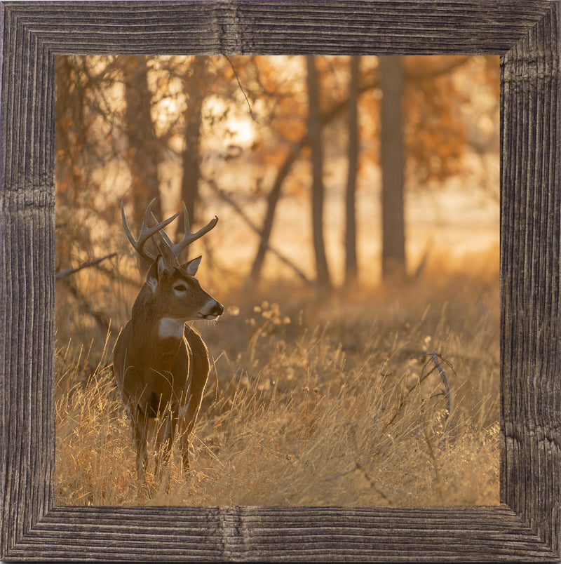 Peaceful Whitetail by Summer Snow SN353