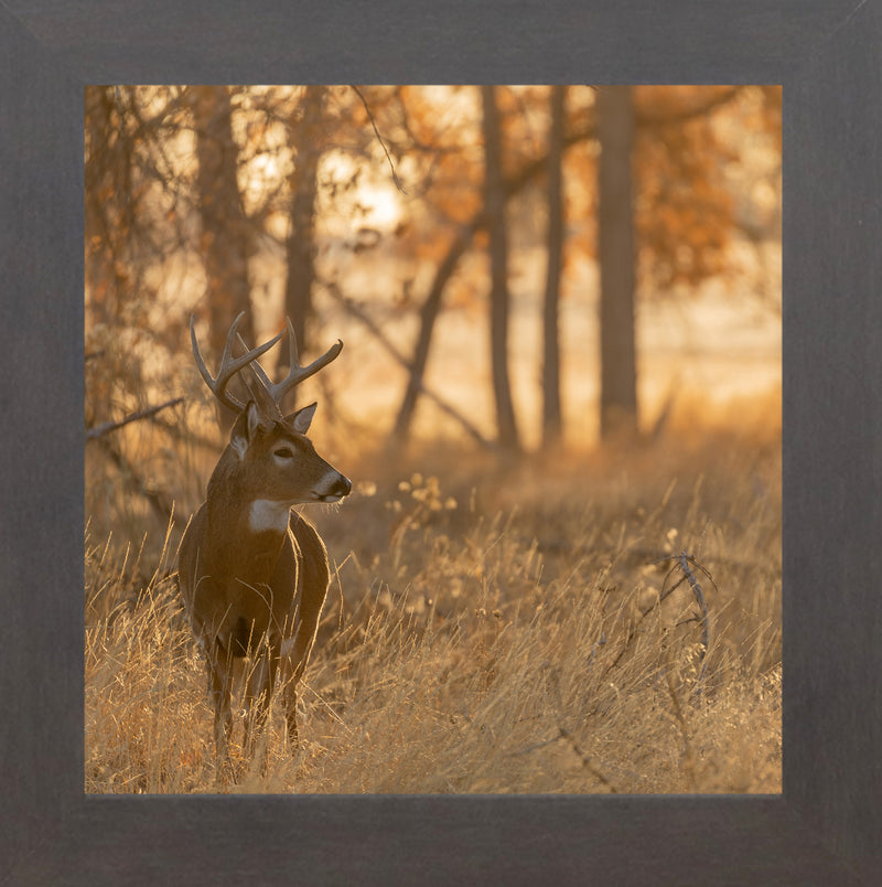 Peaceful Whitetail by Summer Snow SN353