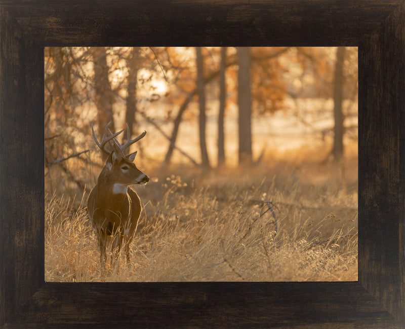 Peaceful Whitetail by Summer Snow SN353