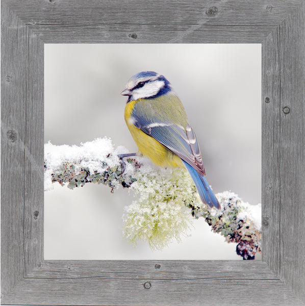 Snow Bird by Summer Snow SA124