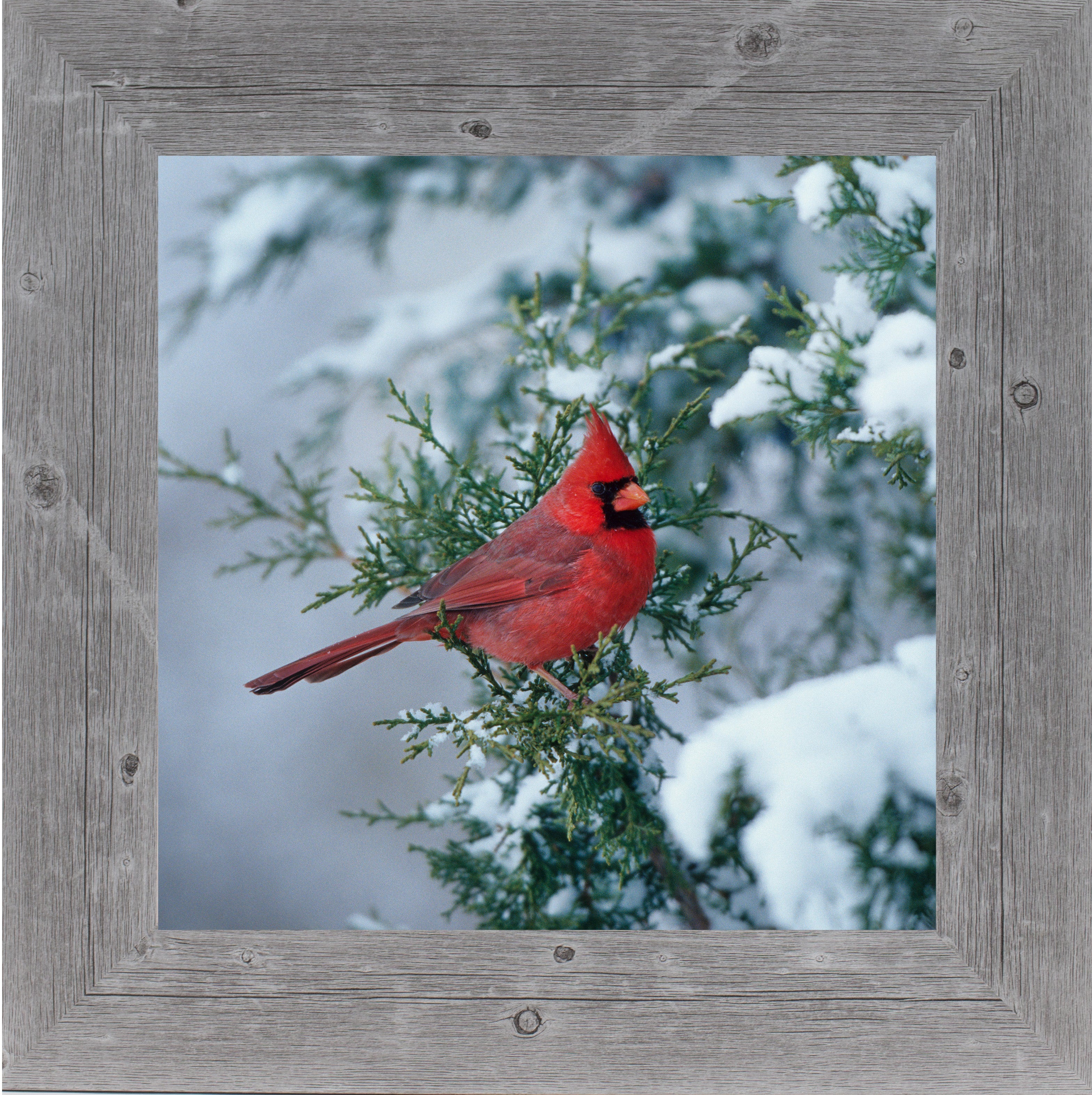 Winter Cardinal by Summer Snow SA126 – Summer Snow Art