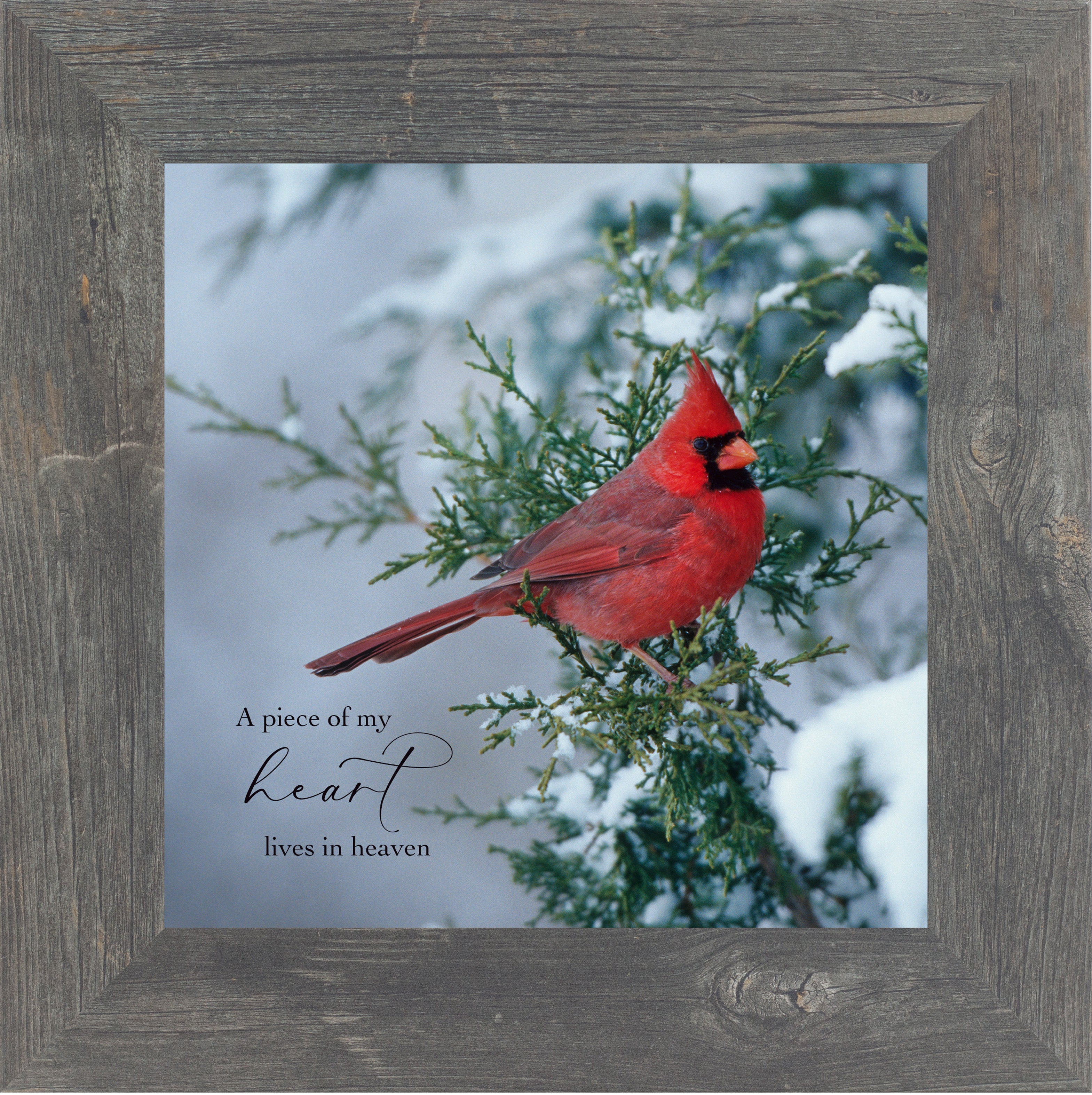 A Piece of My Heart Lives in Heaven – Winter Cardinal