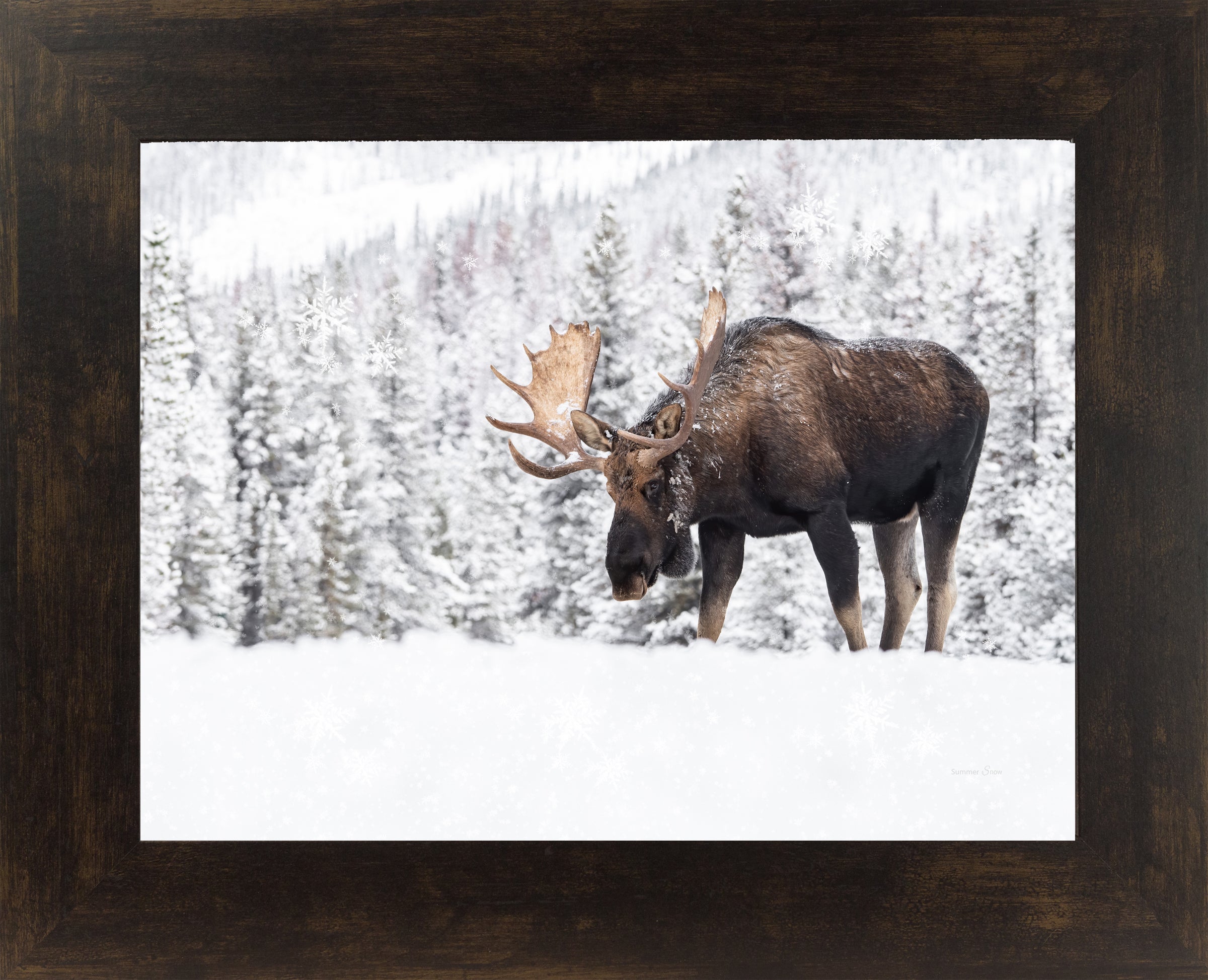 Winter Moose by Summer Snow SA411