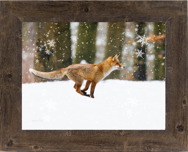 Winter Fox by Summer Snow SA424